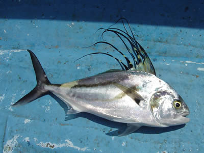 Roosterfish